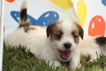 Jack Russell teriér s PP - 9