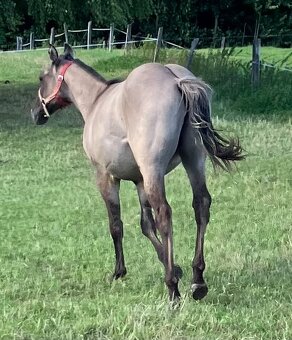 Roční grullo valach Quarter Horse - 9