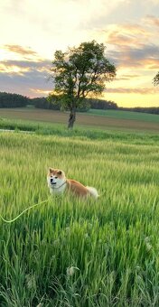 Akita inu s FCI rodokmeňom - plánovaný vrh - 9