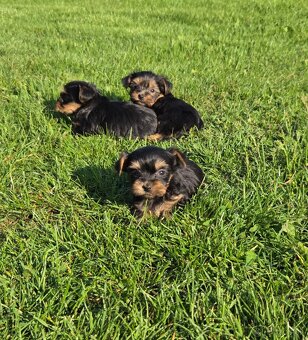 Yorkshirsky terier , Jorksir , York , Mini - 9