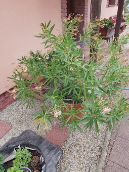 Oleander - 9