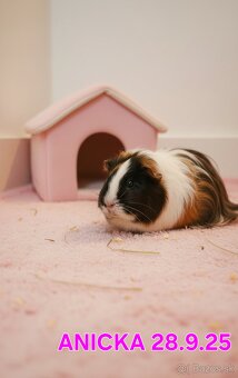 Morske prasiatka - 9