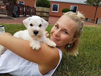 Bradáč malý biely - šteniatka s PP - sučky - 9