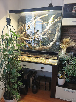 Pár leguán Albíno - 9