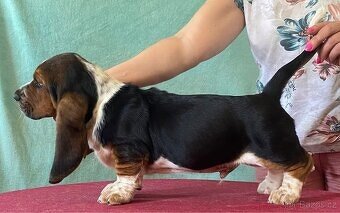 Štěně Basset Hound - 9