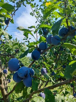 MAKRO REALITY - Záhrada Lučenec Vinica ID 2227 - 9