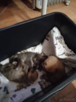 Prodám štěňata pomeranianu - 9