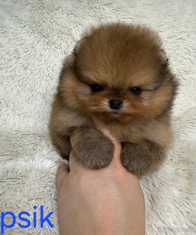 Pomeranian mini - 9