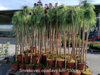Tuja Smaragd, vavrínovec, červienka - POPRAD A OKOLIE - 9