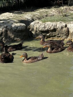 🦆 Predám kačky – ruanské 🦆 - 9