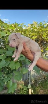 American bully xl - 9