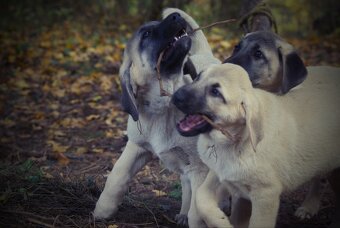 Kangal šteňatá, šteniatka k už odberu - 9