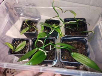 Vanilka voňavá - pravá, odrezky alebo rastliny - 9