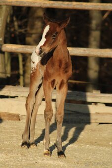 Appaloosa bay blanket colt Atlas - 9
