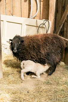 Predáme 3 po dohode kastrovanych mini baranov do chovu. - 9