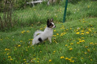 Papillon s rodokmeňom - 9