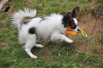 Papillon s rodokmeňom - 9