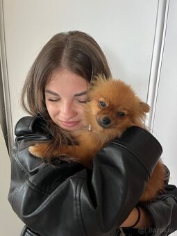 Pomeranian mini - 9