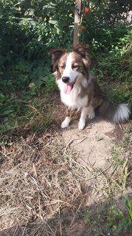 Border kolia - steniatka - 9