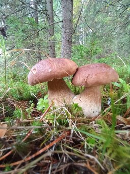 Predám sušené huby - 9