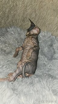 Donský sphynx mačiatka - 9