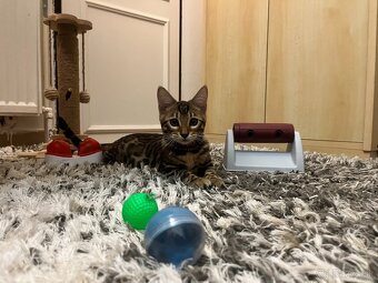 Bengalska mačka - 9