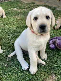 Labrador retriever -šteniatka s PP - 9