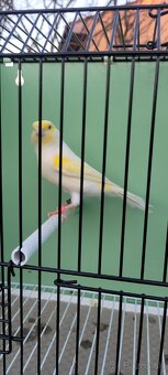 Kanáre  kanáriky - 9