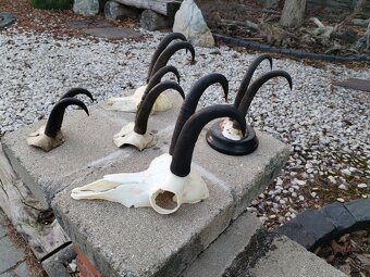 Trofeje kamzikov - 9