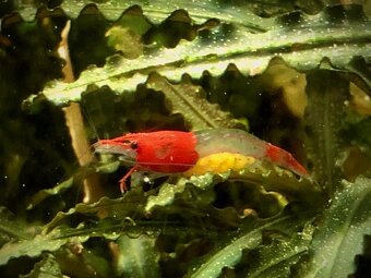 Krevetky (Caridina + Neocaridina)+rastlinky - 9