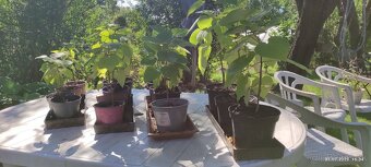 Katalpa nádherná (Catalpa speciosa) - 9