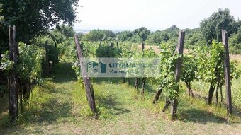 Predám vínny domček s vinicou a ornou pôdou v obci Mužla - 9