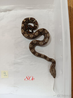 Predam Boa Constrictor - 9
