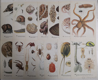 Atlas bezobratlých - 9