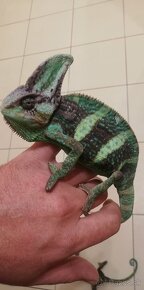 korytnačka leguán chameleón skorpión - 9