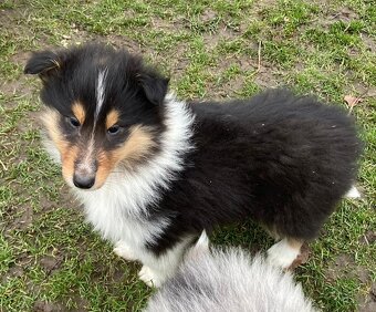 Kolia dlhosrstá - 9