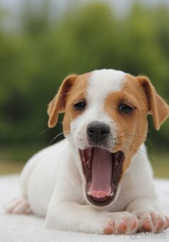 Jack Russel Terier - 9