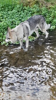 Československý Vlciak - 9