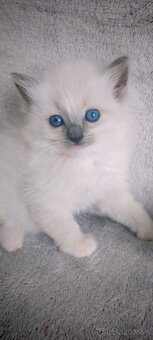 Predám Ragdoll - 9