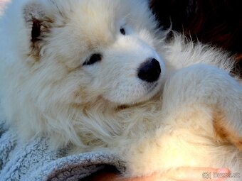 Samojed s PP LA TORRE ROJA - 9