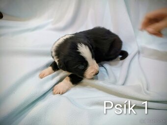 Border kolia - steniatka - 9