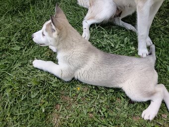 Sibírsky husky - 9