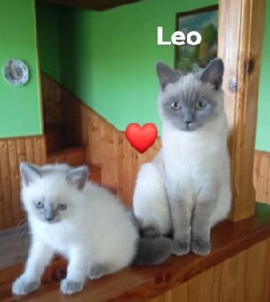 Britský kocúr na krytie - 9