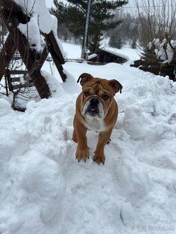 Anglicky Bulldog s PP na KRYTIE, buldog, Buldok , - 9