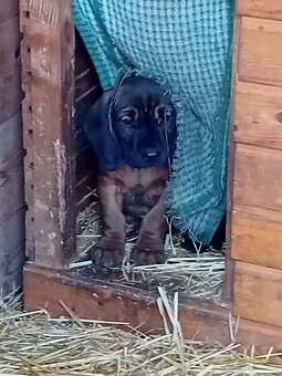 Bavorský farbiar - 9