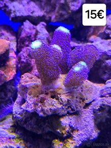Morské korále - 9