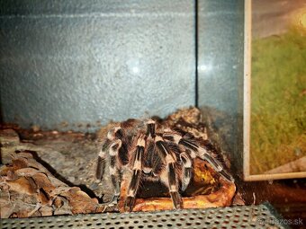 Acanthoscurria geniculata - 9