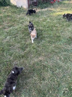 Šteniatka Akita Inu - 9