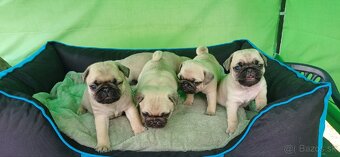 Mops - 9