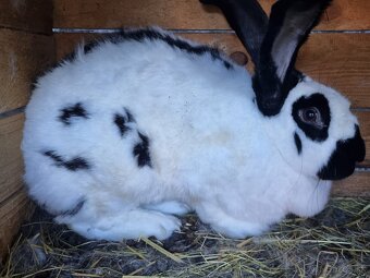 NOS .FRANCUZKY BARAN - 9